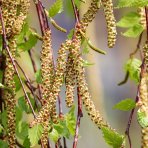 Breza previsnutá (Betula Alba pendula) ´YOUNGII´ - výška 250-300 cm, obvod kmeňa 8/10 cm, kont. C18L - NA KMIENKU